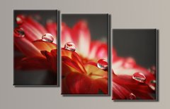 Модульна картина на полотні з 3-х частин "Краплі на квітці"