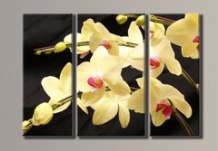 Модульна картина на полотні із 3-х частин "Жовта орхідея"