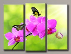 Модульна картина на полотні з 3-х частин "Метелики на орхідеї"
