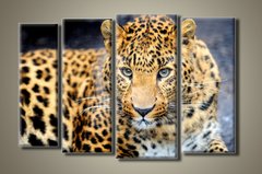 Модульна картина на полотні з 4-х частин "Леопард"