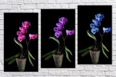 Модульна картина на полотні з 3-х частин "Три орхідеї"