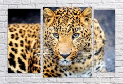 Модульна картина на полотні з 3-х частин "Леопард"