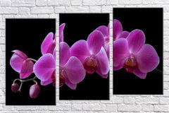 Модульная картина на холсте из 3-х частей "Сиреневая орхидея"