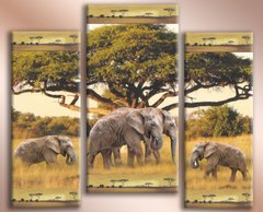 Модульная картина на холсте из 3-х частей "Африканские слоны"