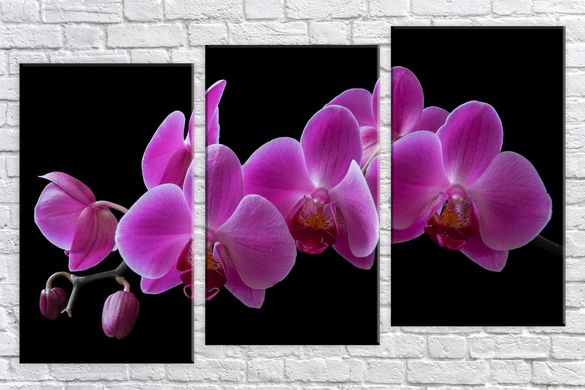 Модульна картина на полотні з 3-х частин "Бузова орхідея"