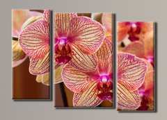 Модульная картина на холсте из 3-х частей "Розовые орхидеи"