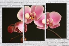 Модульна картина на полотні з 3-х частин "Рожева орхідея"