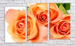 Модульна картина на полотні з 3-х частин "Троянда"