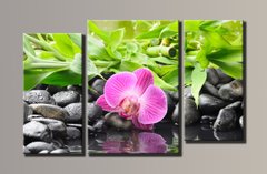 Модульная картина на холсте из 3-х частей "Орхидея на камнях"