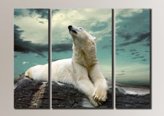 Модульна картина на полотні з 3-х частин "Білий ведмідь"