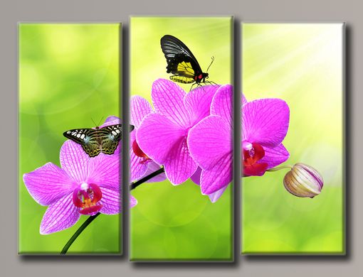 Модульна картина на полотні з 3-х частин "Метелики на орхідеї"