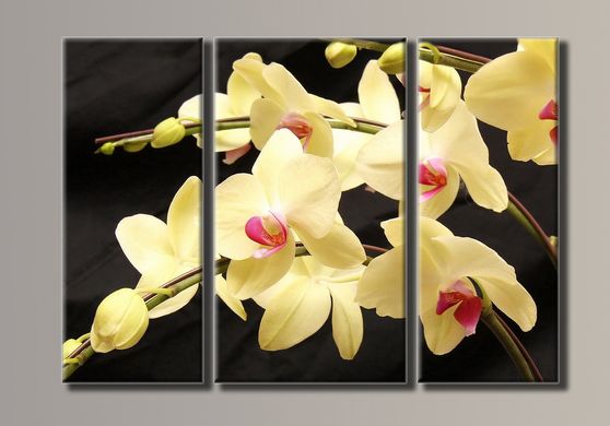 Модульная картина на холсте из 3-х частей "Желтая орхидея"