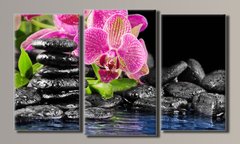 Модульная картина на холсте из 3-х частей "Орхидея на камнях"