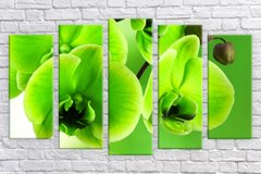 Модульна картина на полотні із 5-ти частин "Зелена орхідея"
