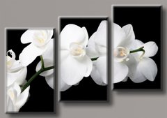 Модульная картина на холсте из 3-х частей "Белая орхидея"