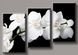 Модульна картина на полотні із 3-х частин "Біла орхідея"