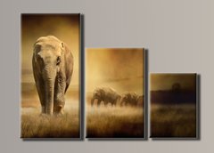 Модульная картина на холсте из 3-х частей "Слоны в поле"